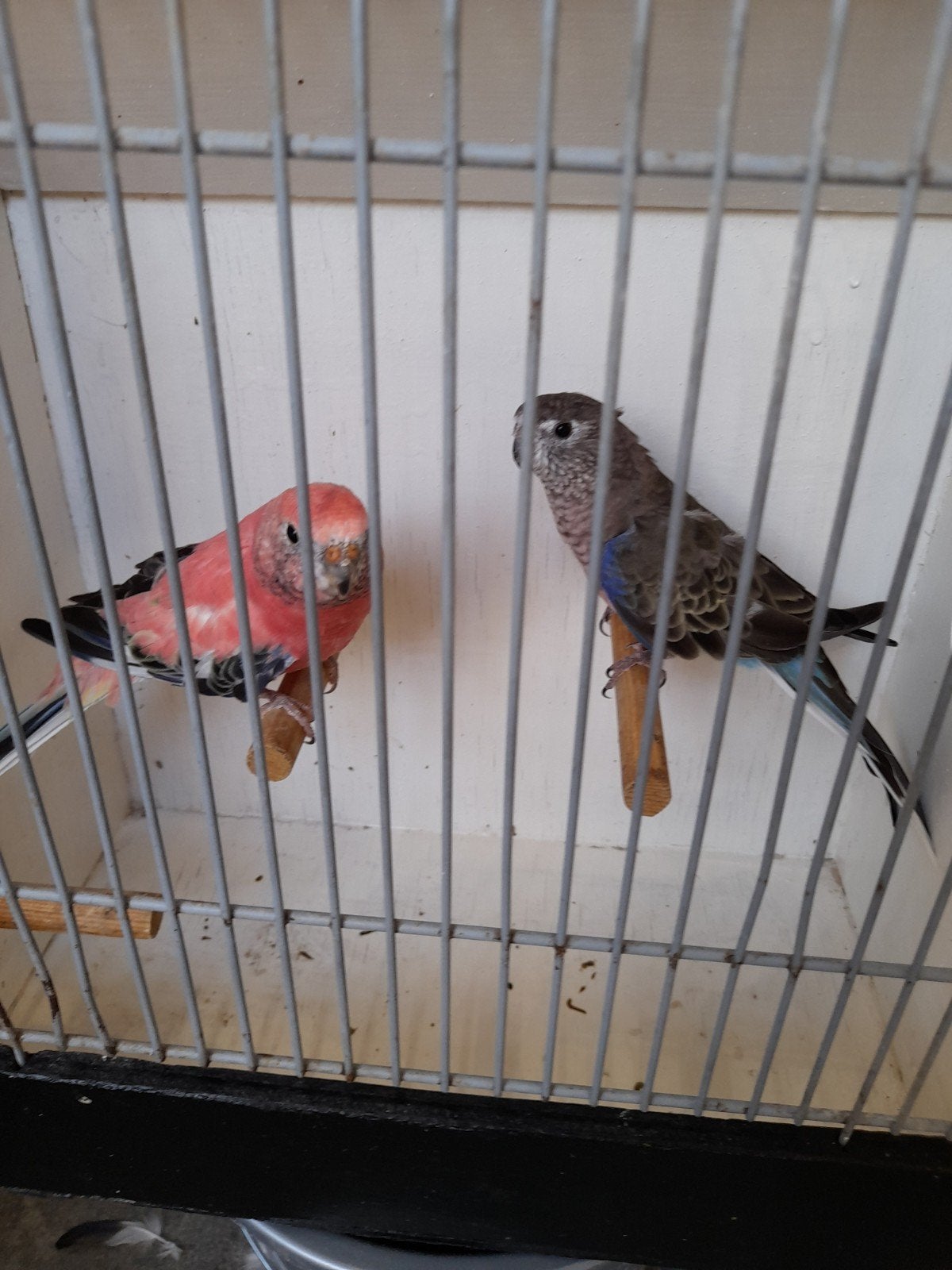 Bourksparkiet, Meerdere dieren, Parkiet