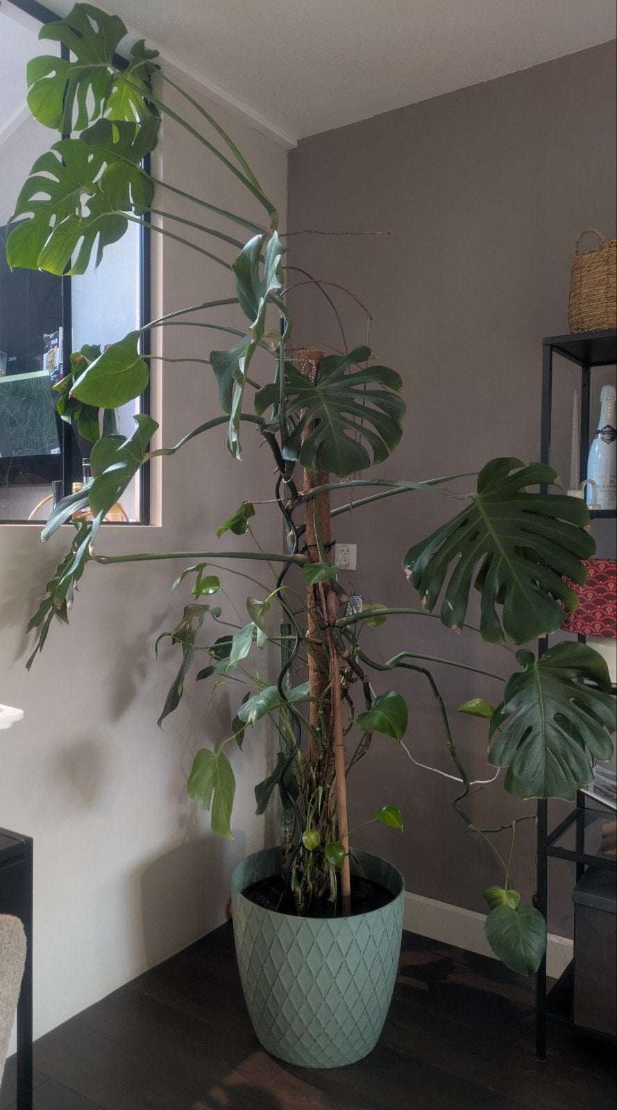 grote kamerplant Monstera Deliciosa, Huis en Inrichting, Ophalen, Halfschaduw