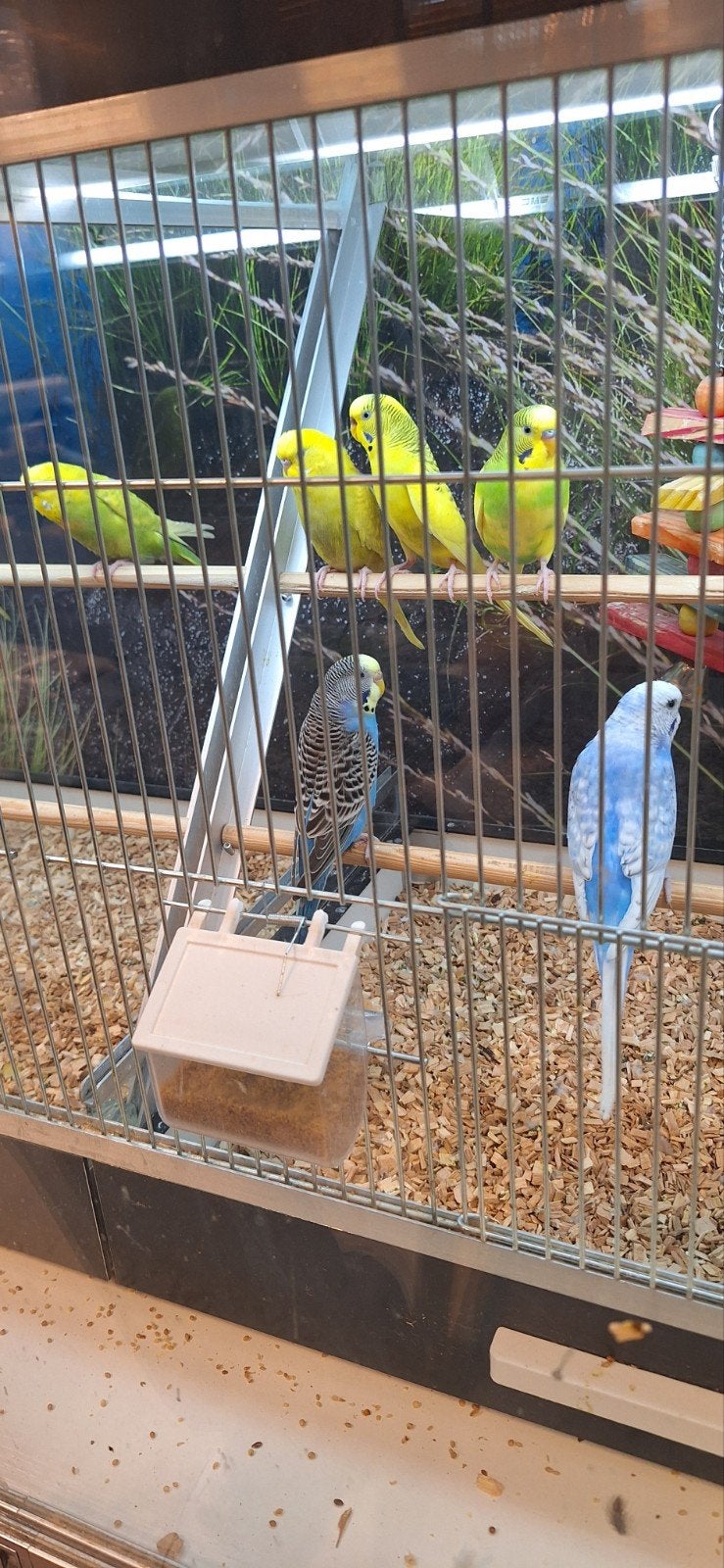mooie grasparkieten, Meerdere dieren, Parkiet