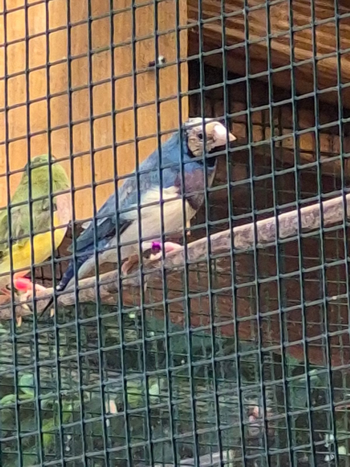 Te koop wegens ziekte., Dieren en Toebehoren, Vogels | Overige Vogels, Meerdere dieren, Tropenvogel