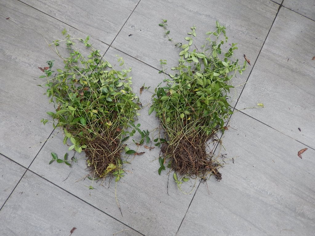 maagdenpalm vinca bodembedekker blauw bloem 50 voor €2,50, Ophalen, Bodembedekkers, Vaste plant, Halfschaduw