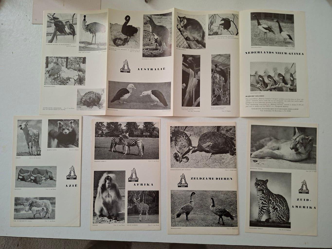 Rotterdam Zoo Blijdorp foto bladen en 5 Blijdorp geluiden, Gebruikt, Ophalen of Verzenden, 1940 tot 1960, Dier
