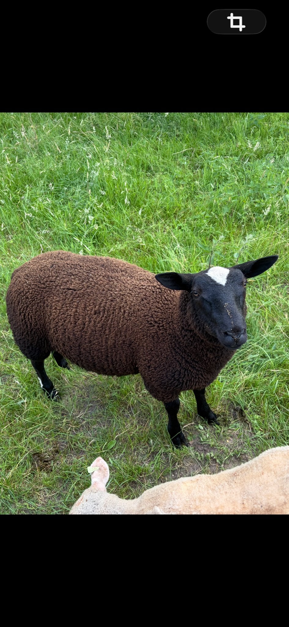 Dekram bont/zwartbles, Mannelijk, Schaap