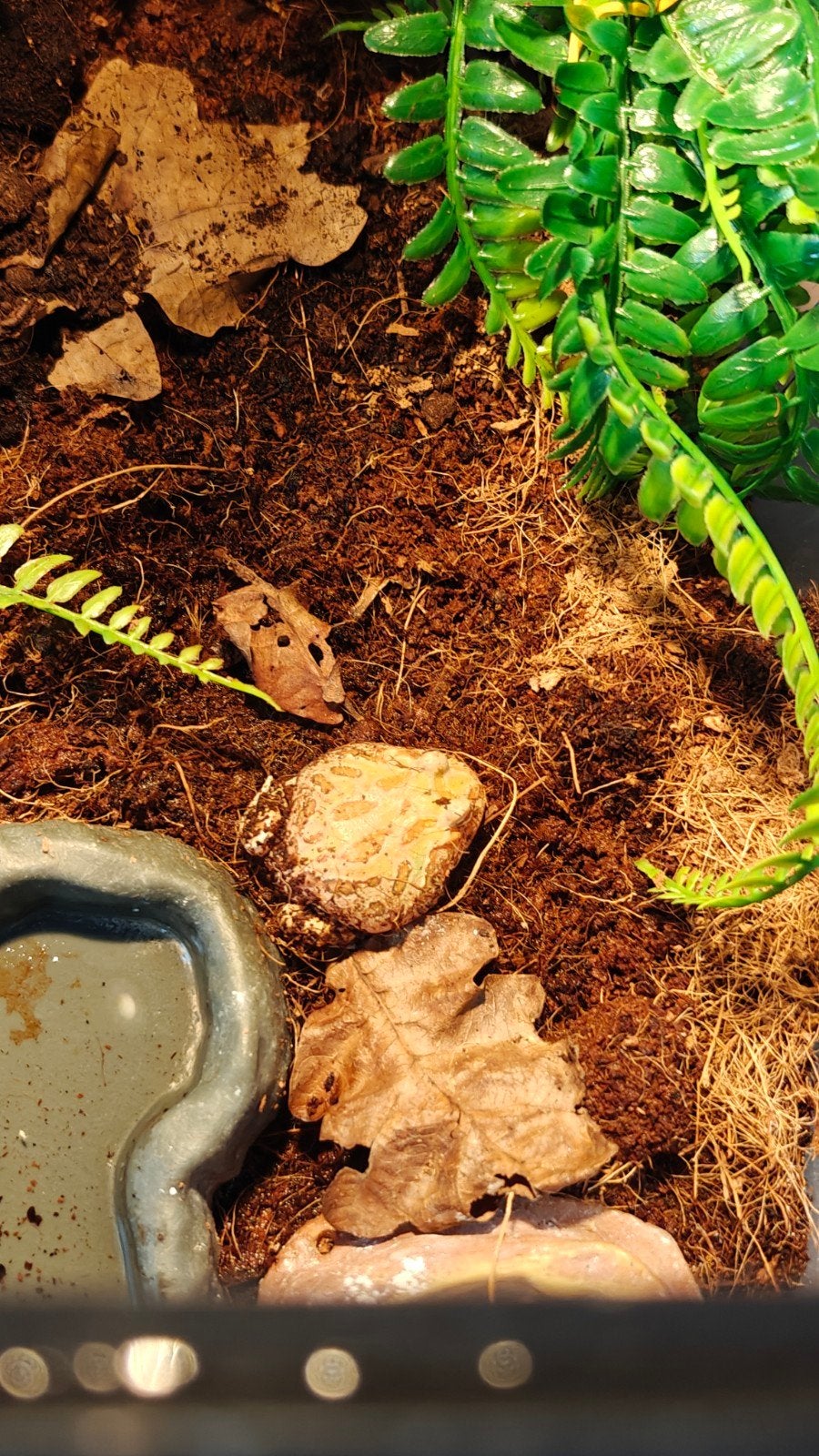 pacman frog no terrarium Frog photo 2