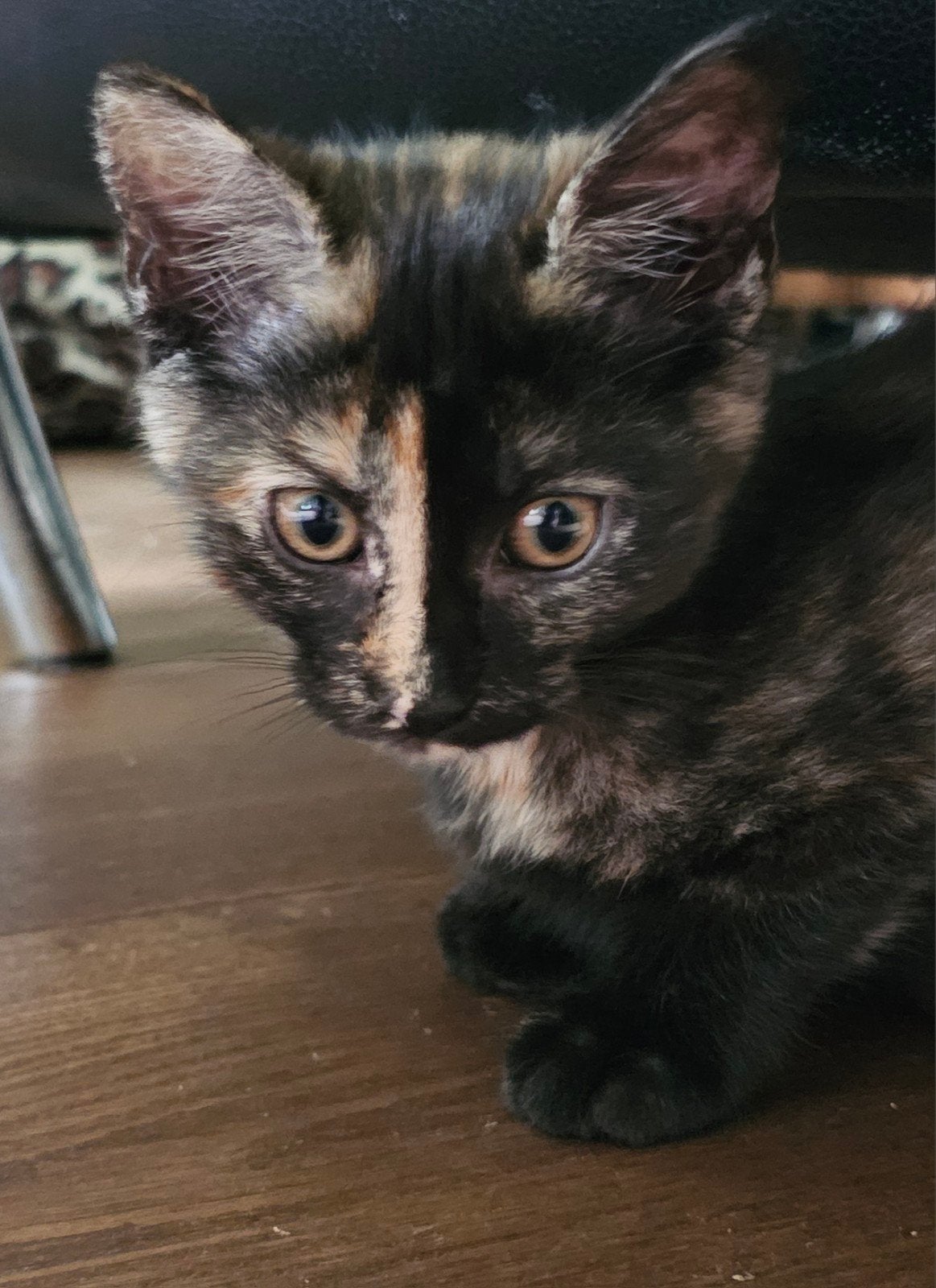 Maine Coon X: 2 lieve poesjes, Poes, Kortharig, 0 tot 2 jaar