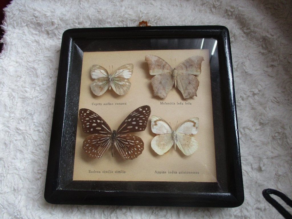 Mooi ingelijste vlinders - Taxidermie, Ophalen of Verzenden, Gebruikt, Insect, Opgezet dier