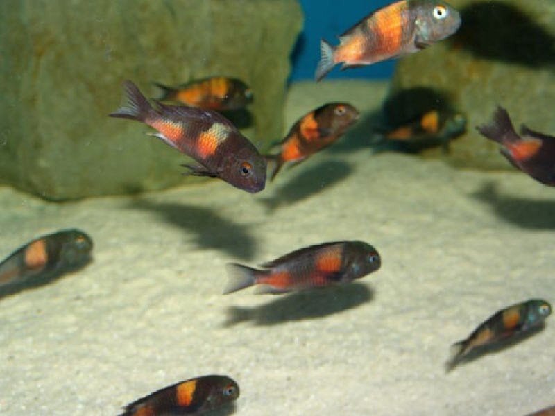 Tropheus moori bulu piont F1 jongen, Vis