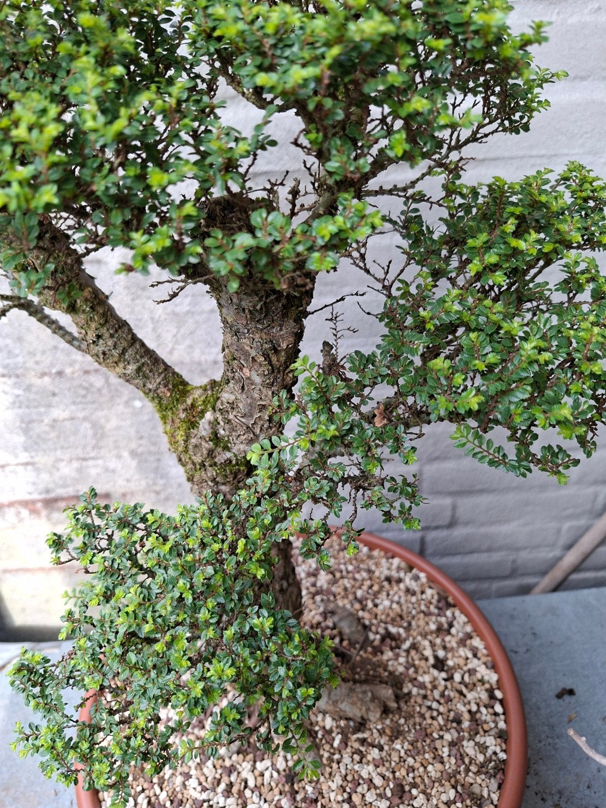 Bonsai, Ophalen, Bloeit niet, Halfschaduw, Overige soorten