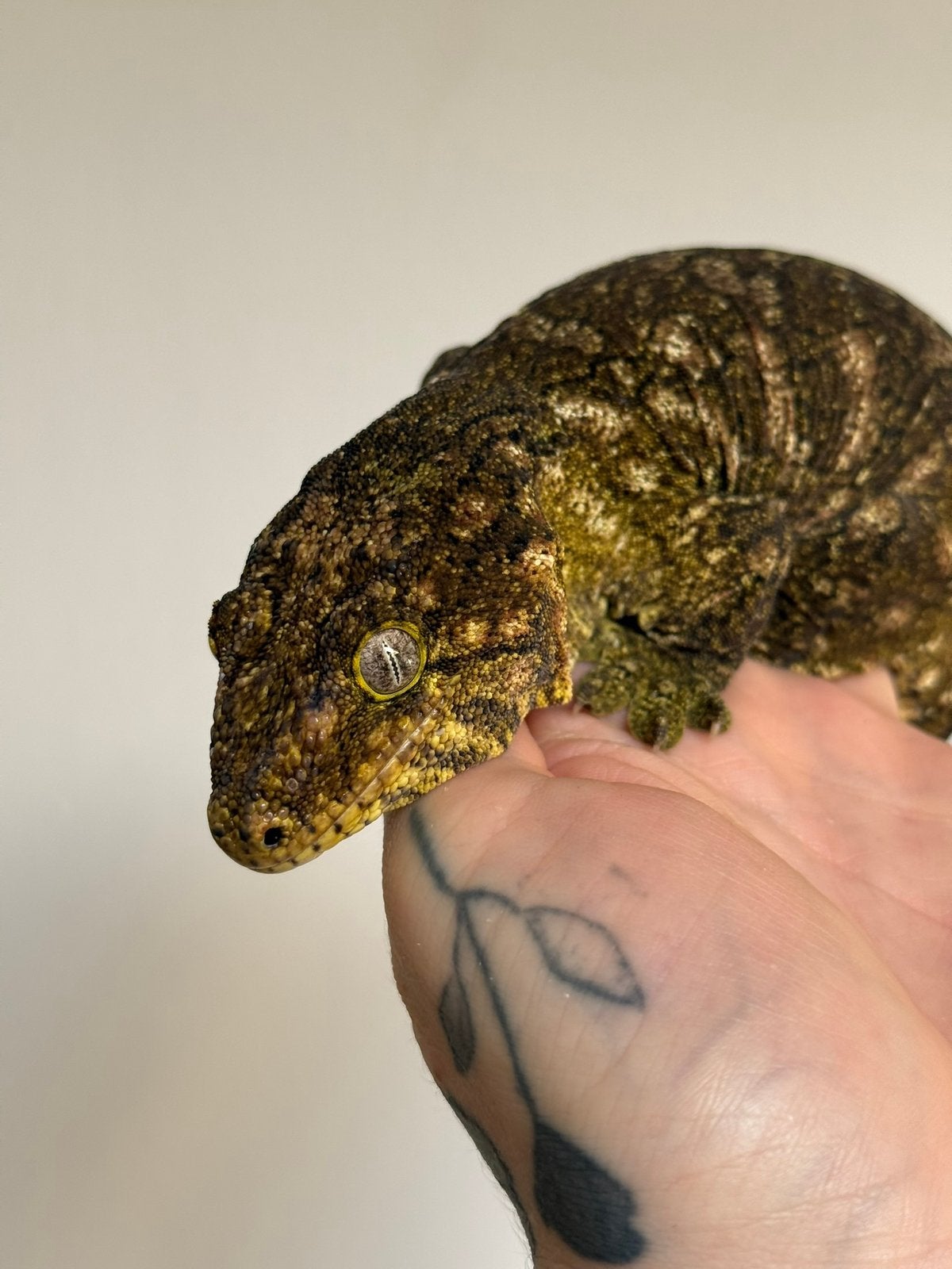 Rare phantom eye! Rhacodactylus leachianus breeding pair, Hagedis, 0 tot 2 jaar
