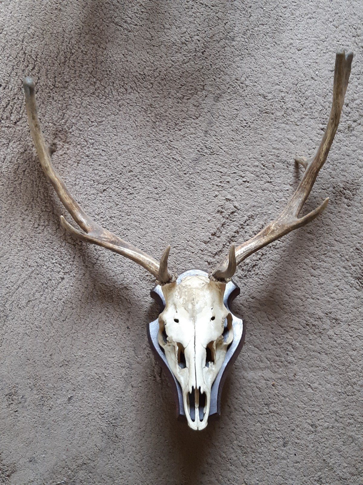 Hertenkop met gewei op houten schild, Ophalen, Gebruikt