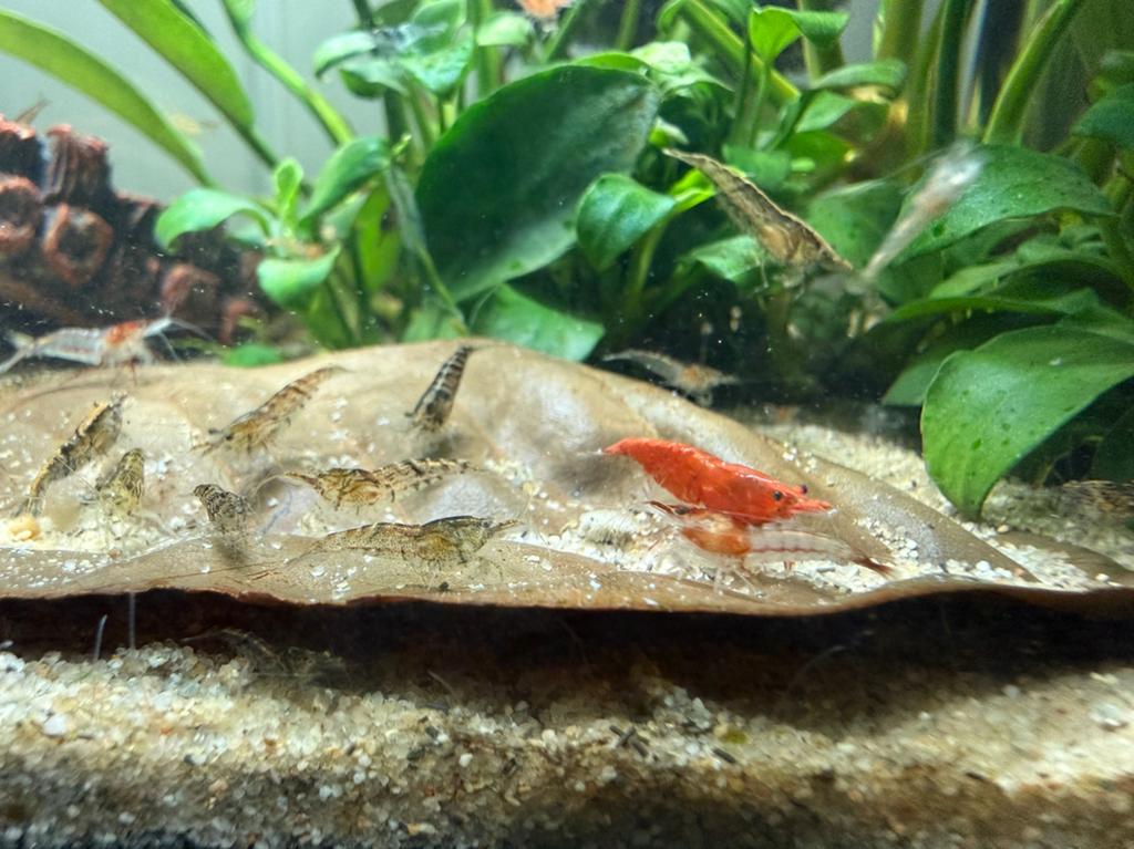 Neocaridina garnalen mix, Kreeft, Krab of Garnaal