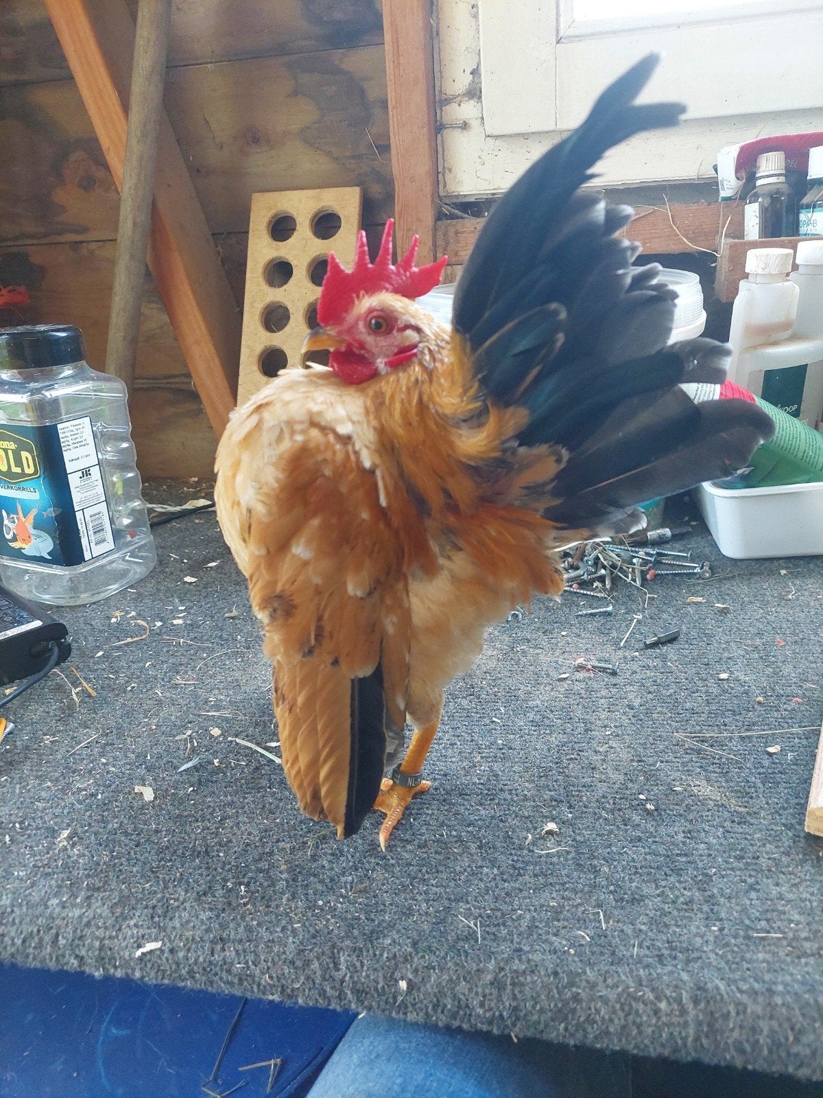 ayam serama's  broedeieren  show kwalieteit, Dieren en Toebehoren, Pluimvee, Mannelijk, Kip