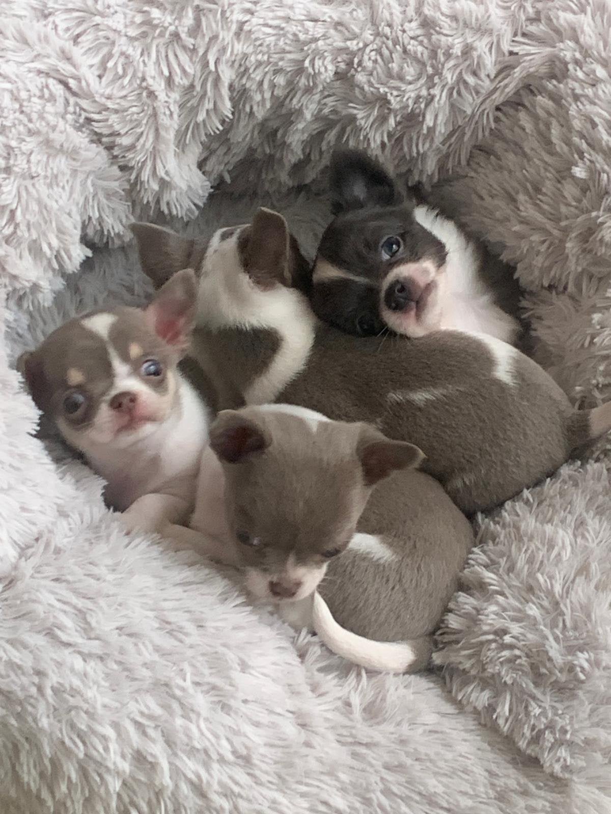 Raszuivere chihuahua pups super mini en mooi gekleurd, 8 tot 15 weken, Parvo, Meerdere, Meerdere dieren