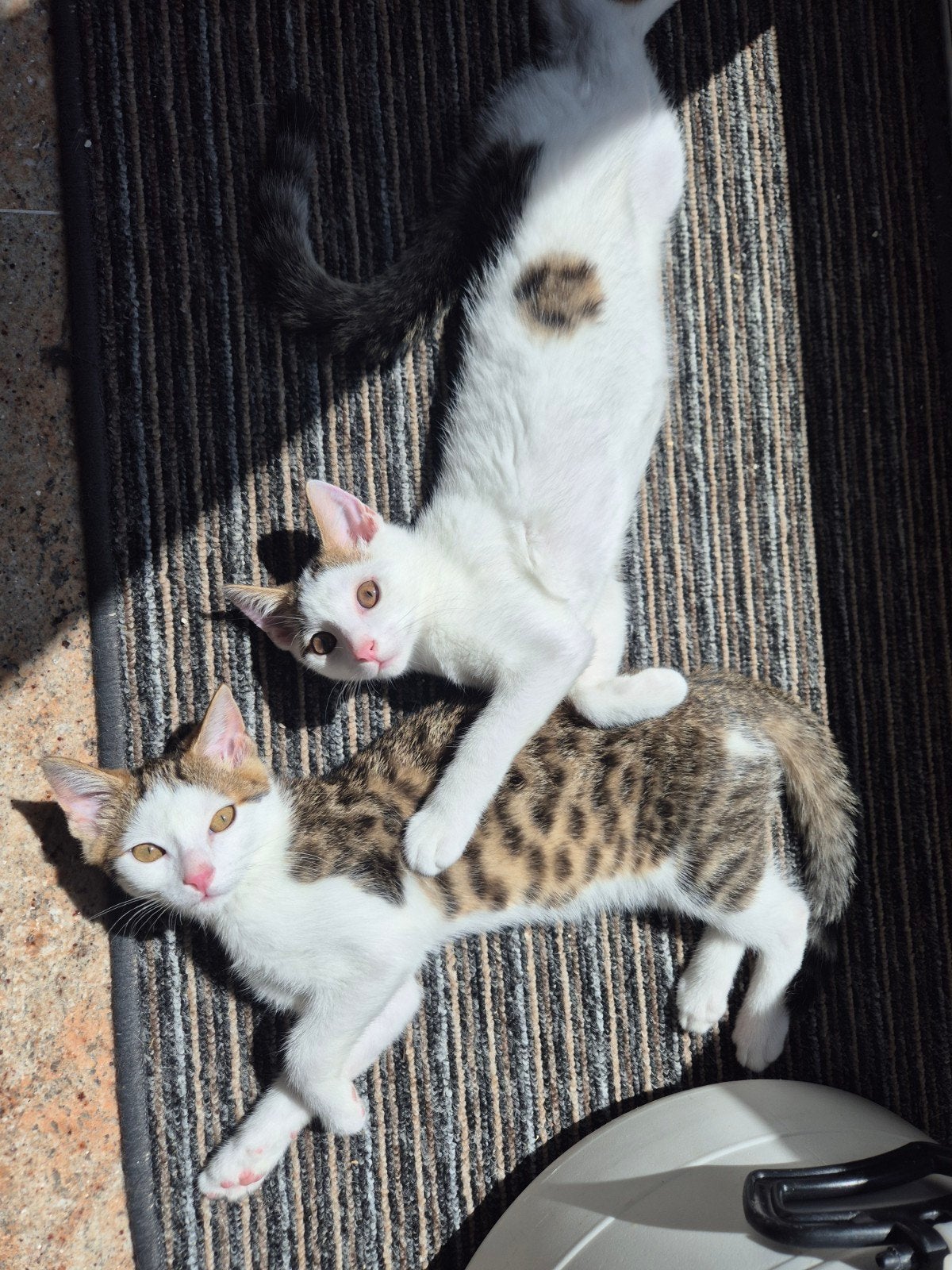 2 Kittens te koop (liefst samen weg), Dieren en Toebehoren, Katten en Kittens | Overige Katten, Kater, Kortharig, 0 tot 2 jaar
