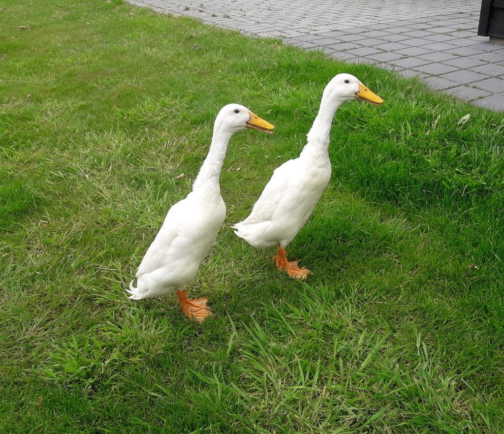 witte loopeenden, Meerdere dieren, Eend