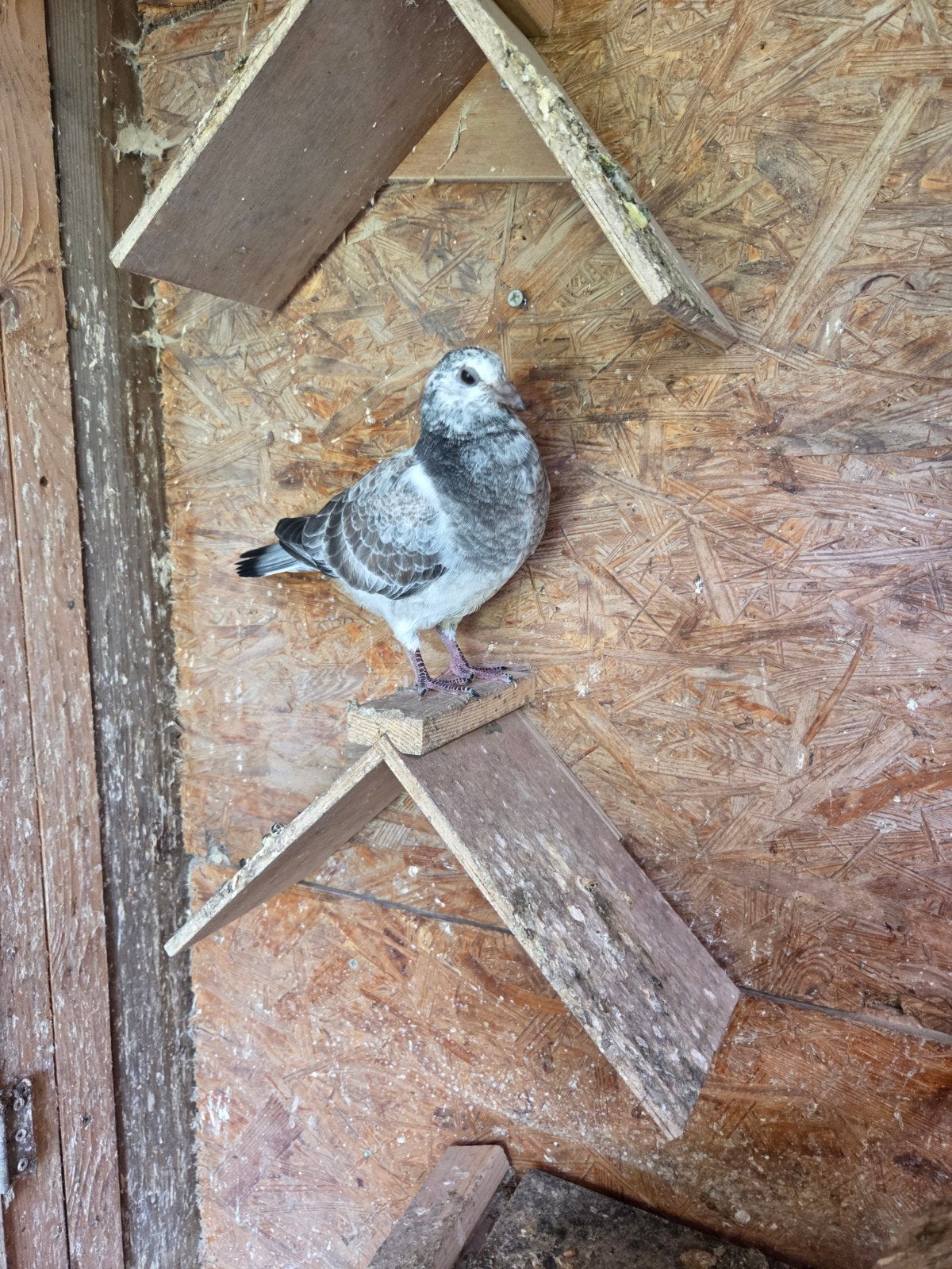 drie sierduiven gratis, Dieren en Toebehoren, Meerdere dieren, Postduif