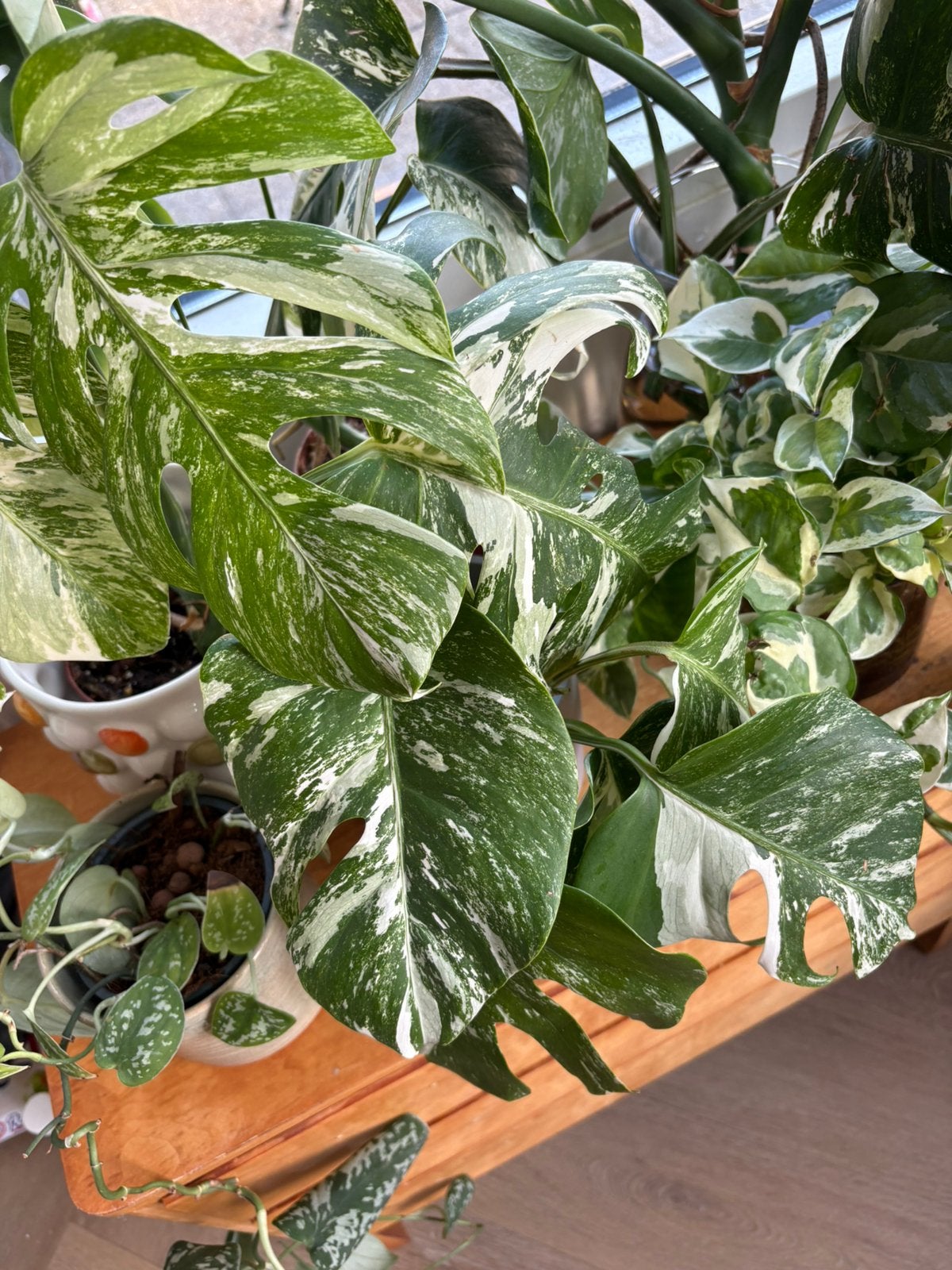 Monstera Albo Variegata stekjes, Ophalen of Verzenden, Halfschaduw, Minder dan 100 cm