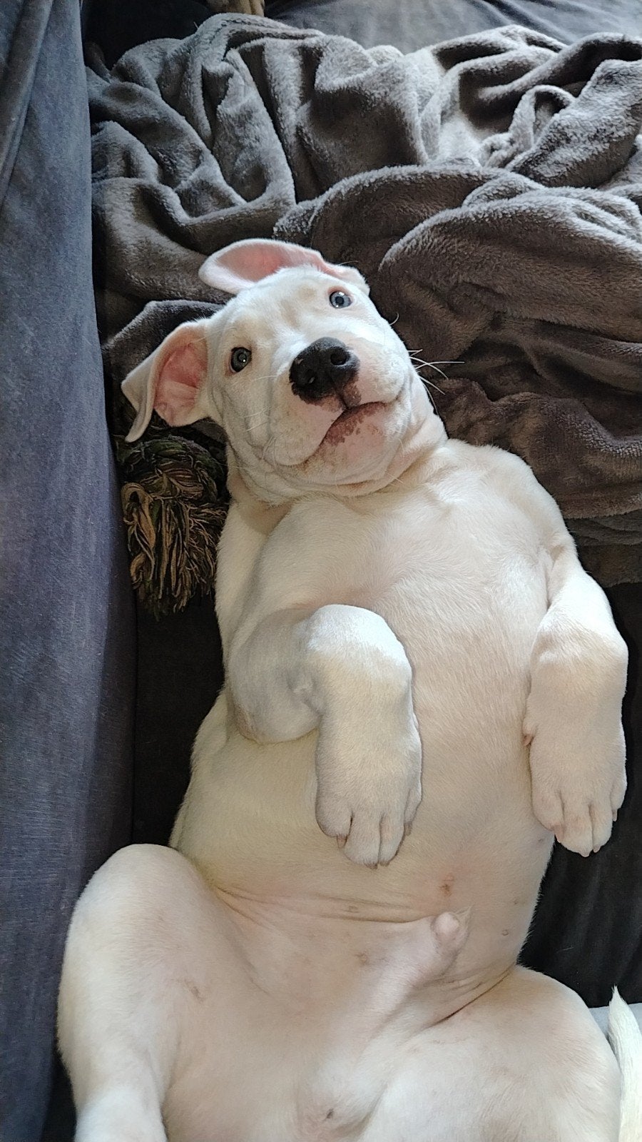 american bully xl pup reu, Dieren en Toebehoren, 8 tot 15 weken, Eén hond, Nederland, Particulier