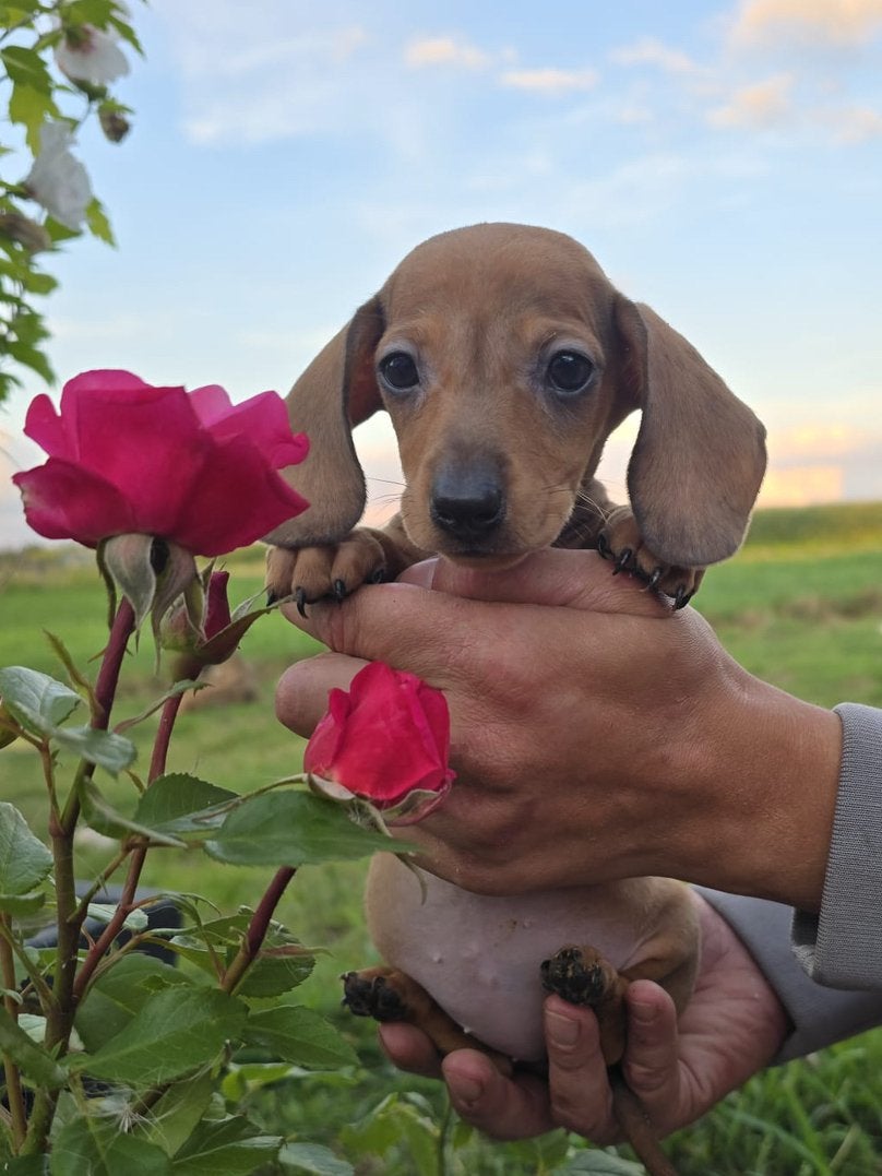Lieve kortharige dwergteckel puppy’s, Parvo, 8 tot 15 weken, Korthaar, Dwerg
