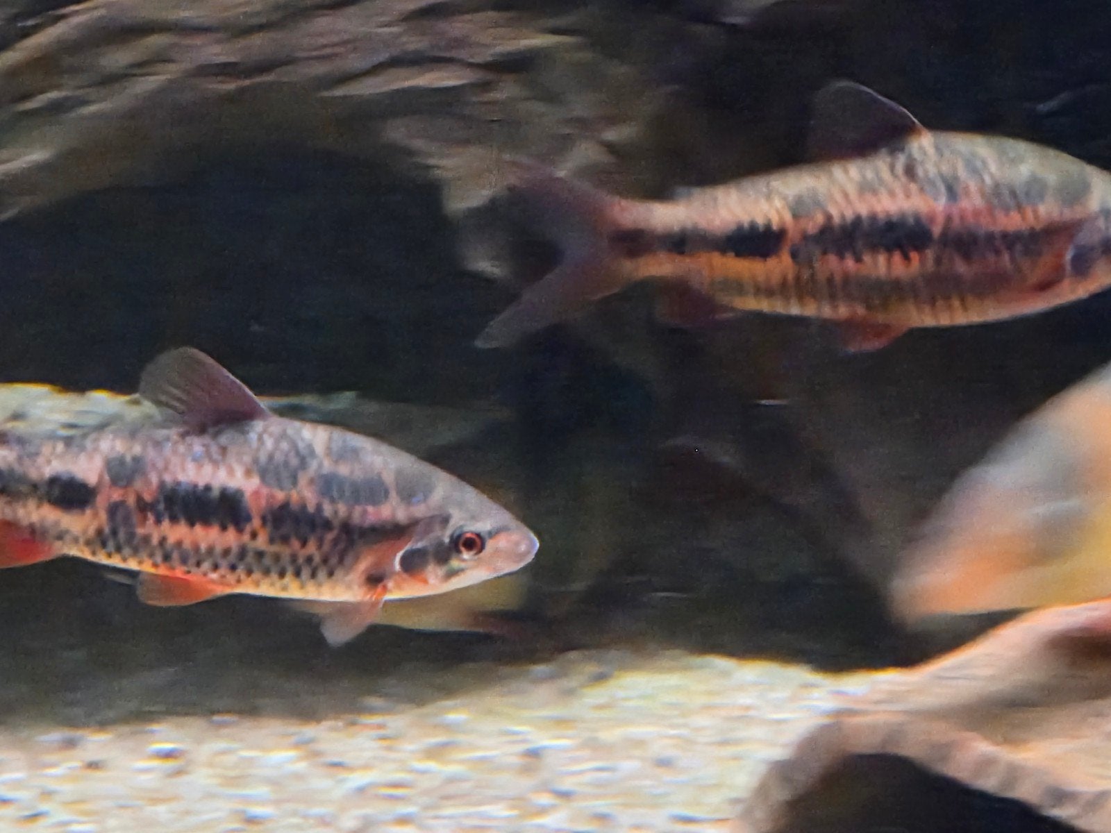 Leporinus sp. Strawberry, Vis