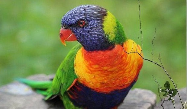 REGENBOOG LORI {JONGE LORI VAN DE BLAUWE BERGEN}, Dieren en Toebehoren, Geslacht onbekend, Papegaai, Tam