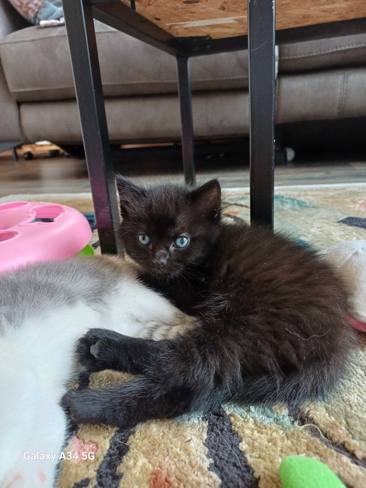 Kittens voor adoptie, Meerdere dieren