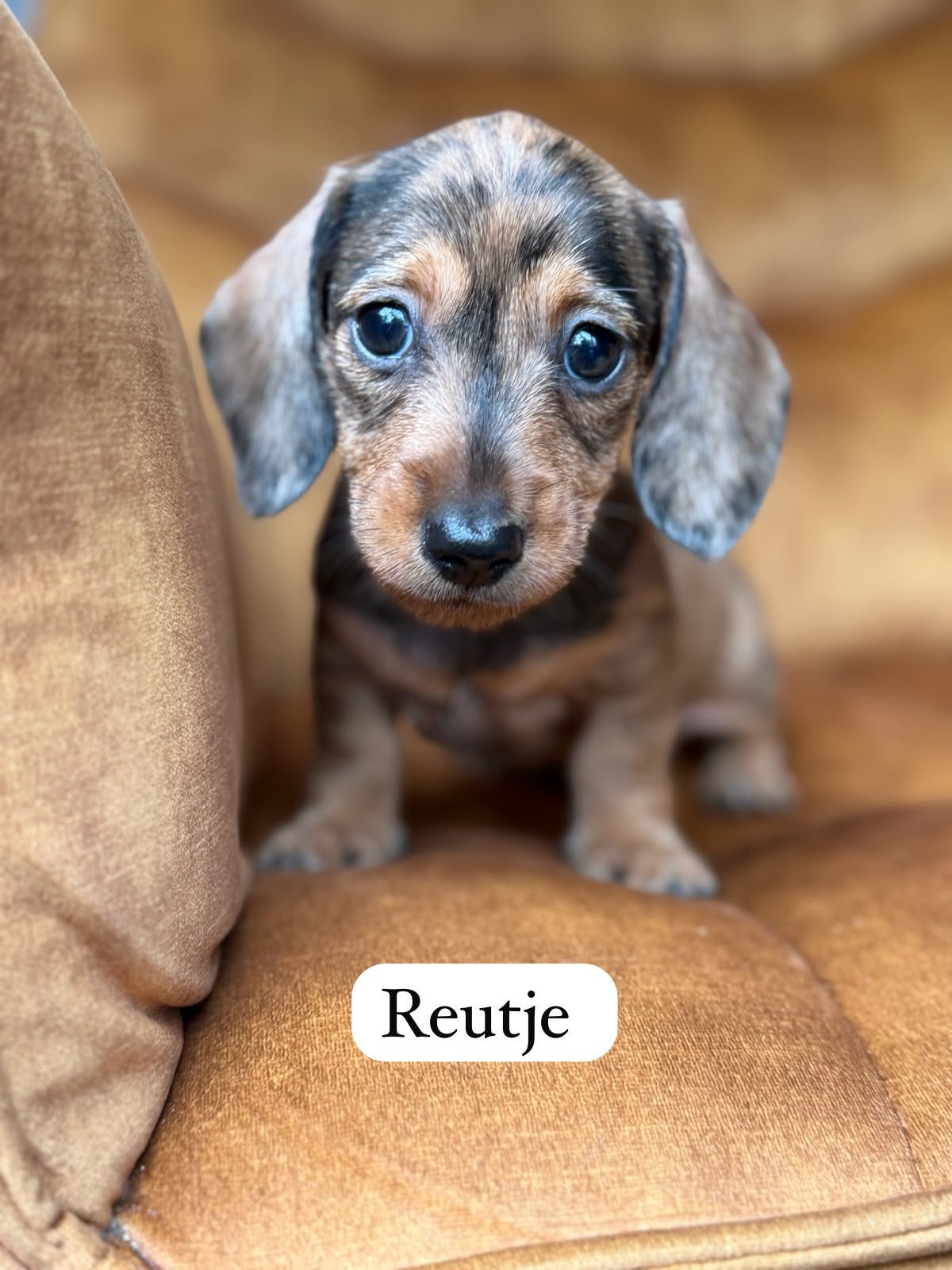 teckel pups beschikbaar, 8 tot 15 weken, Meerdere, Meerdere dieren, Nederland