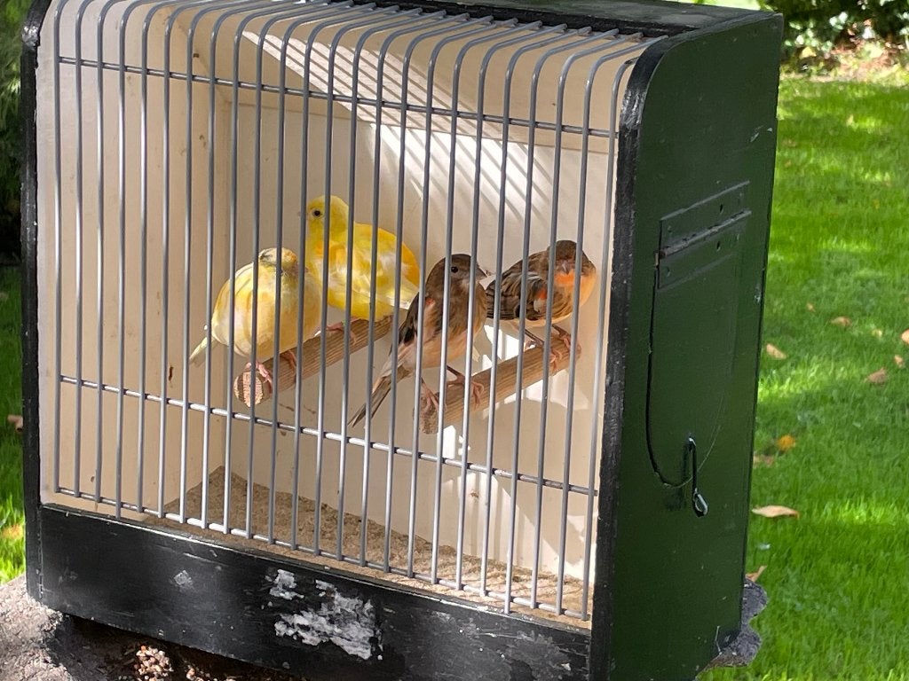 Kanarie five fance en harlekijn, Dieren en Toebehoren, Geslacht onbekend, Kleurkanarie