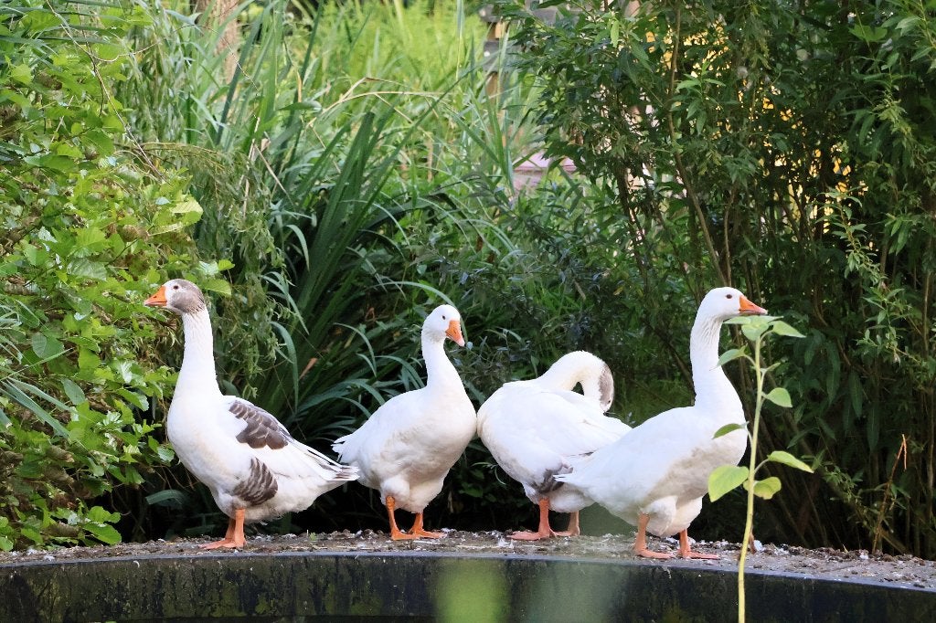 Prachtige boeren ganzen, Geslacht onbekend, Gans of Zwaan
