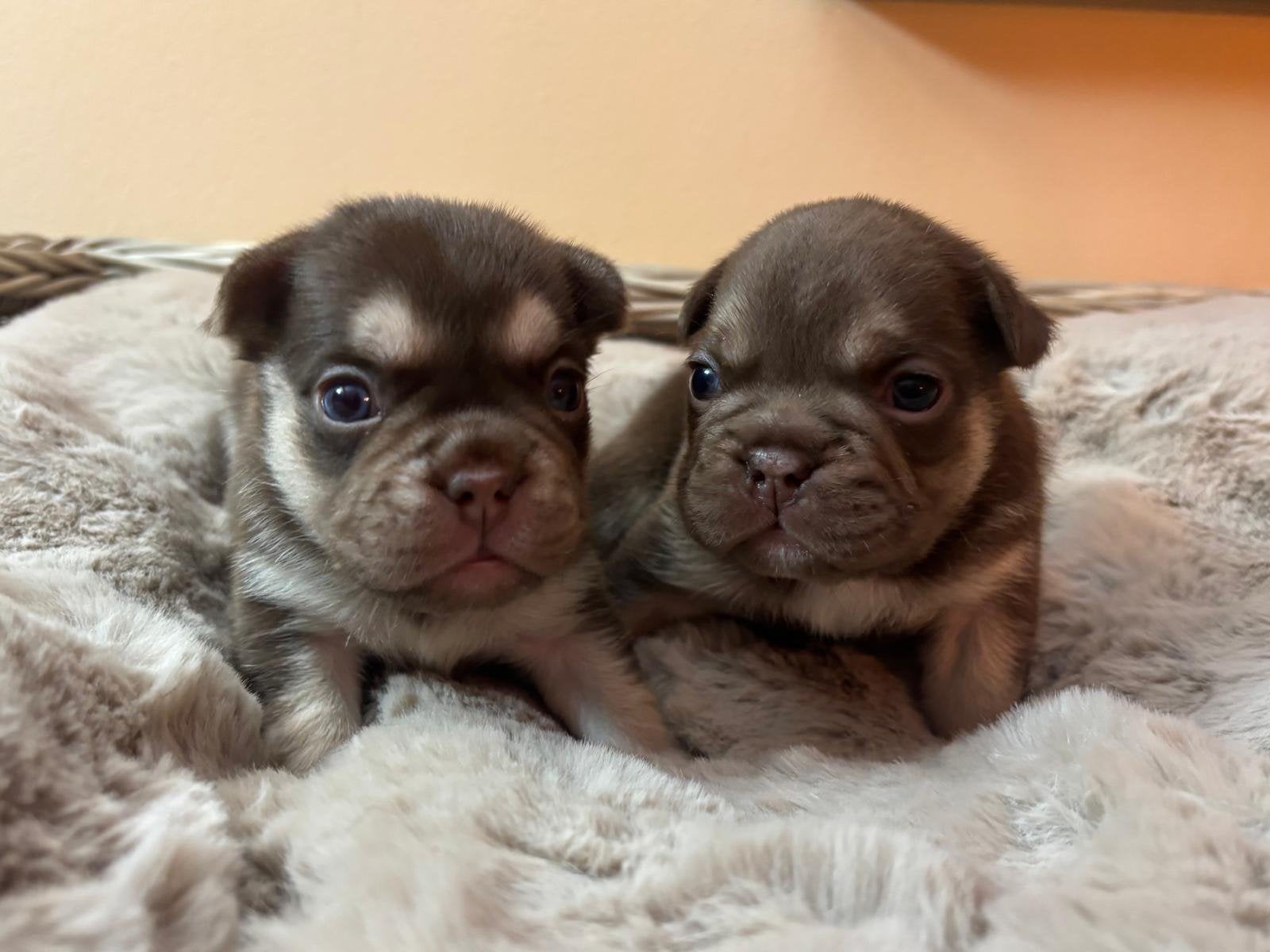 Prachtige Franse Bulldog pupjes, België, Fokker | Hobbymatig, 8 tot 15 weken, Bulldog