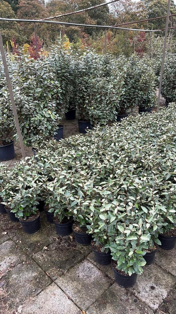 Olijfwilg, Tuin en Terras, Planten | Struiken en Hagen, Overige soorten, Minder dan 100 cm, Ophalen