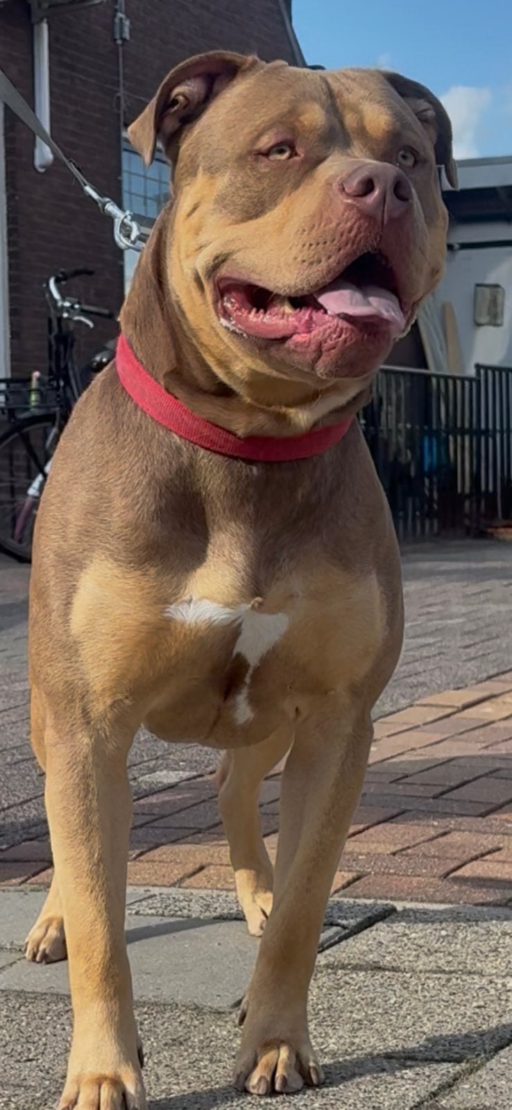AMERICAN BULLY XL Dekreu MAMBOO CHOCO TRI COLOR !, Reu, 1 tot 2 jaar, Eén hond, CDV (hondenziekte)