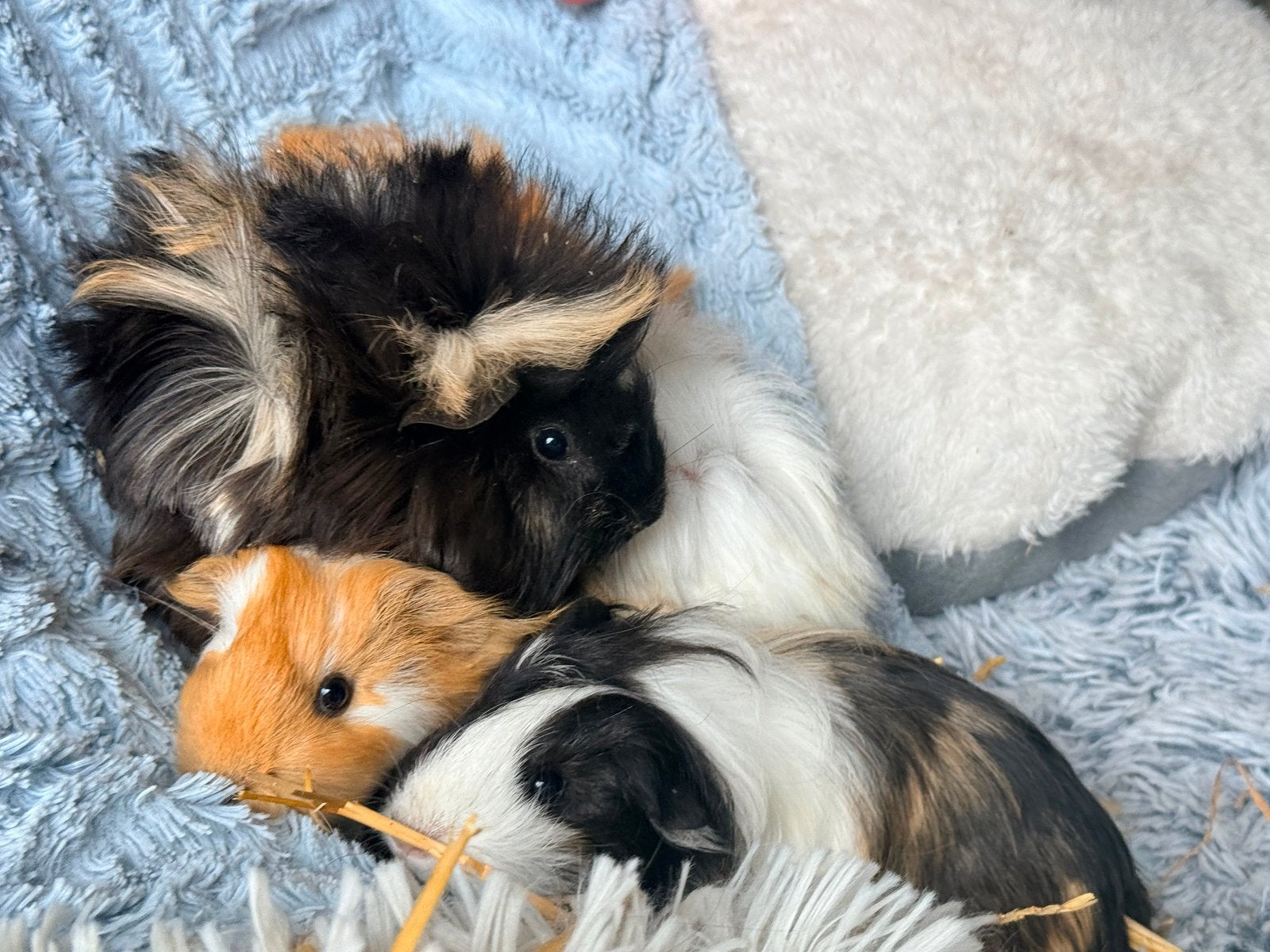 5 Jonge langharige cavia s Beertjes en  1zeugje, Dieren en Toebehoren, Knaagdieren, April, Meerdere dieren, Cavia
