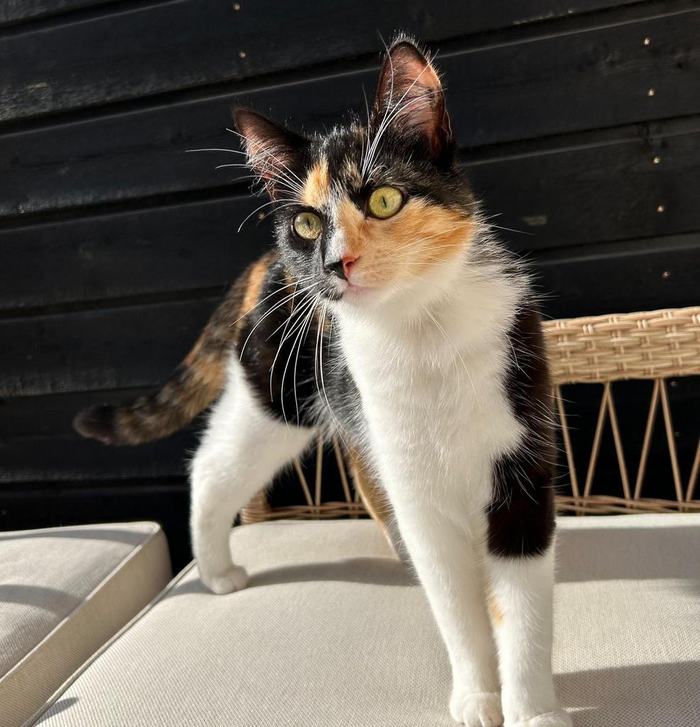 Karaktervolle lapjeskat zoekt nieuw huisje, Dieren en Toebehoren, Poes, Ontwormd, 3 tot 5 jaar