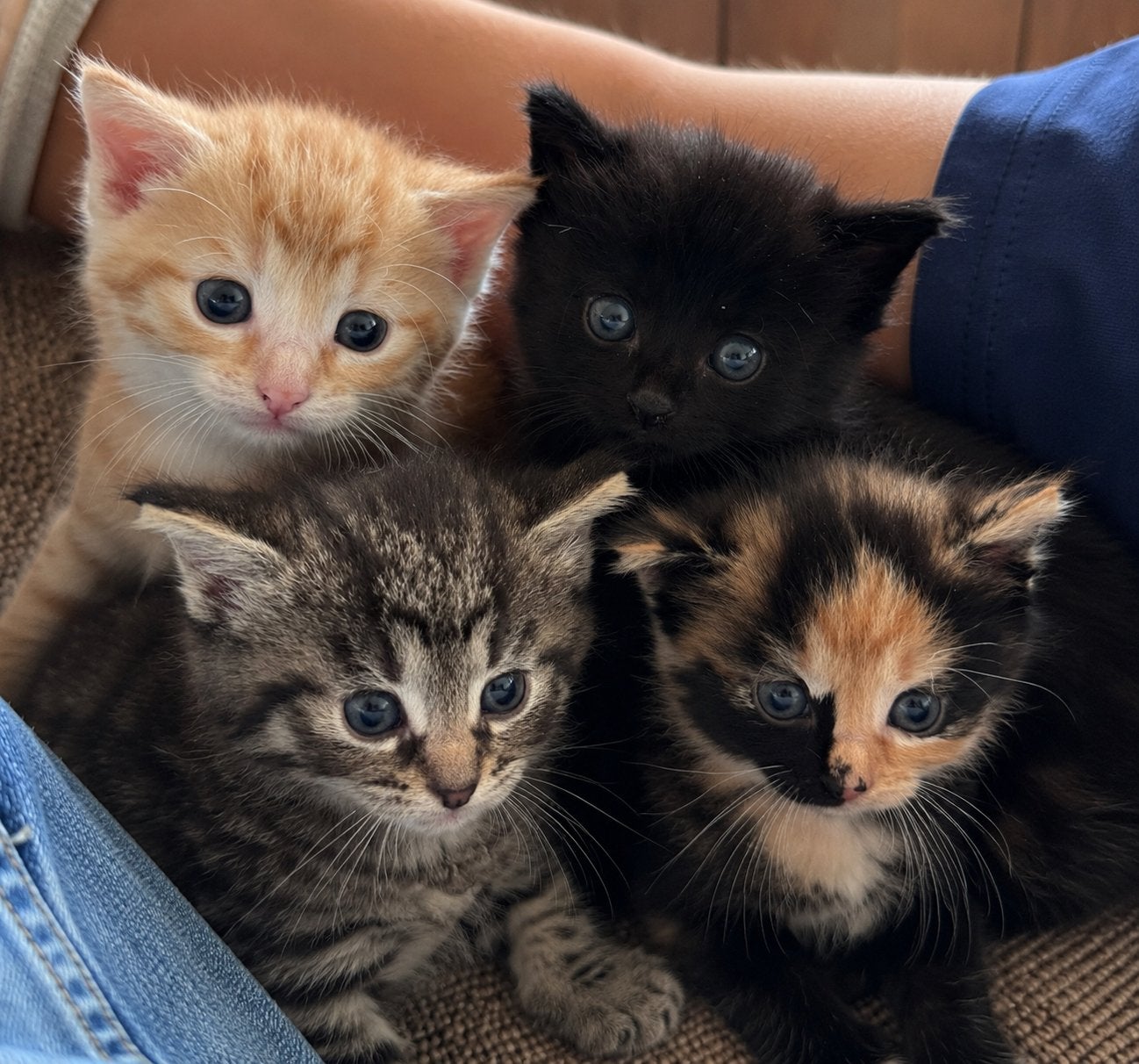 Kittens, Meerdere dieren, 0 tot 2 jaar