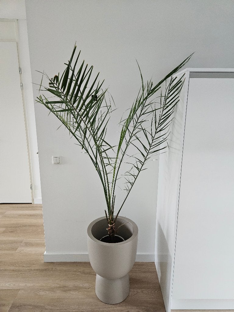 Kamerplant, Ophalen, 100 tot 150 cm, Overige soorten, Halfschaduw