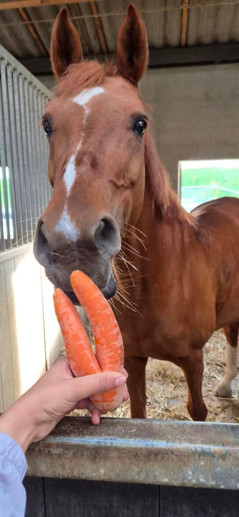 Verzorgpony gz in Montfoort!, Ophalen of Verzenden, Nieuw