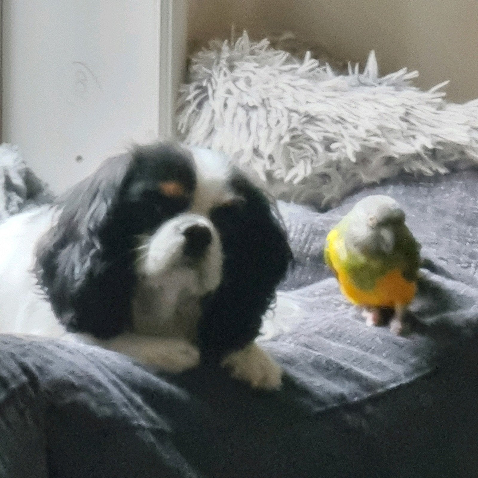 king charles  pups, 8 tot 15 weken, Teef, Meerdere, Spaniël