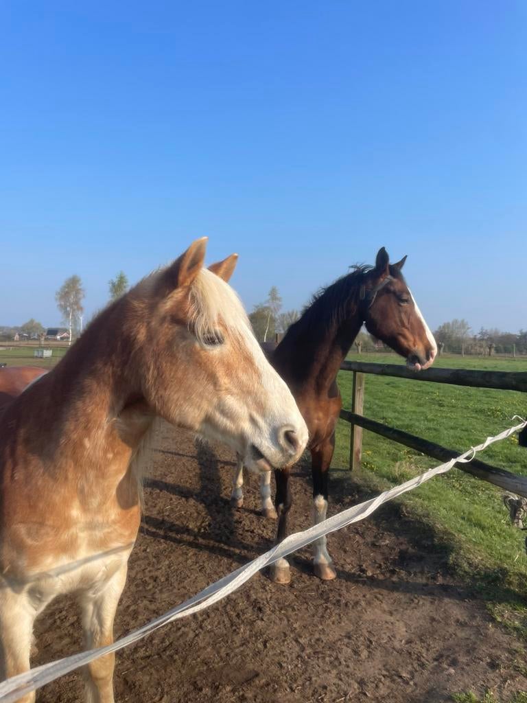 Leasers gezocht (16+  in Wageningen), Dieren en Toebehoren, Stalling en Weidegang