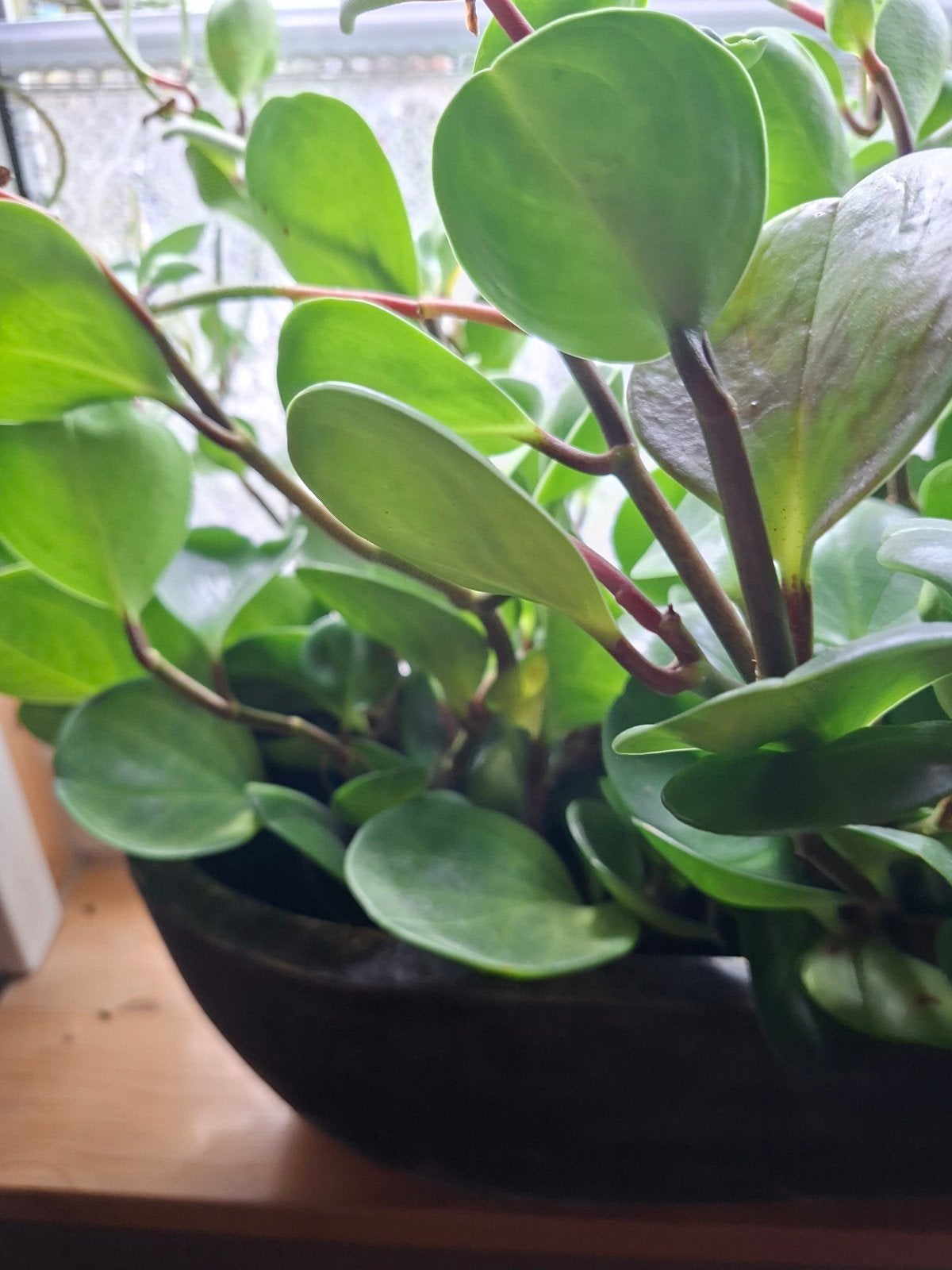 2 kamerplanten, Ophalen, Halfschaduw, Minder dan 100 cm