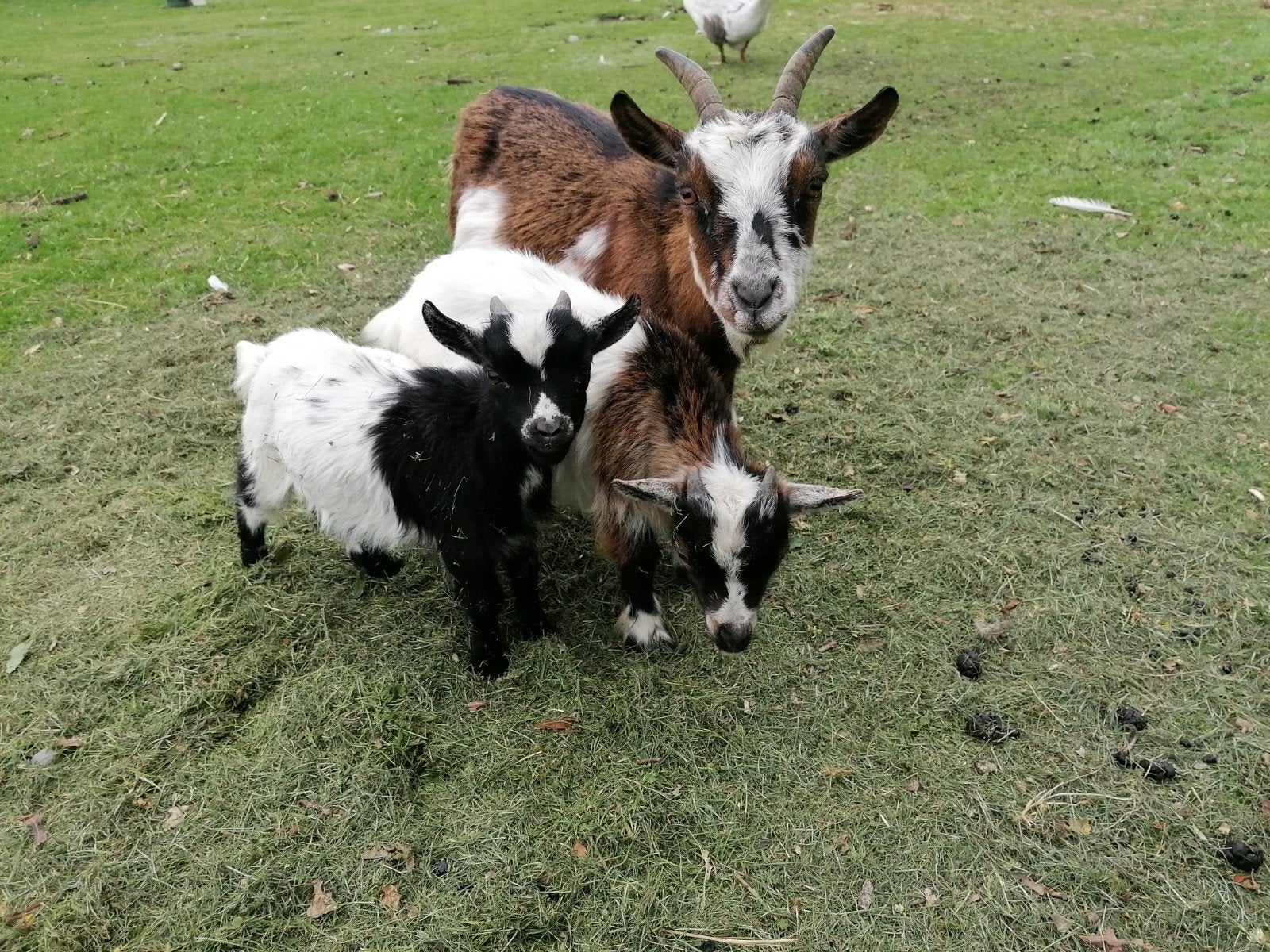 Dwerggeiten bokjes, Dieren en Toebehoren, Schapen, Geiten en Varkens, Mannelijk, Geit, 0 tot 2 jaar