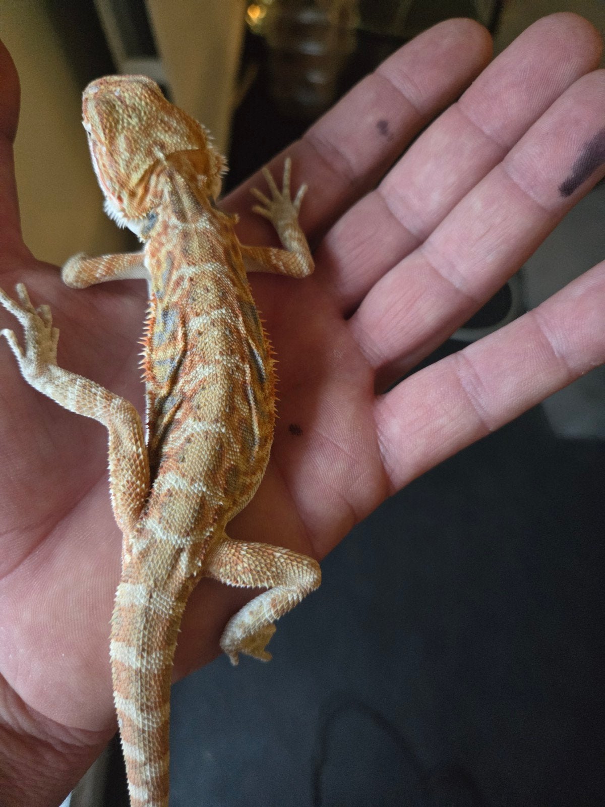 Baardagaam Pogona Vitticeps Hypo Red Orange Tiger Bearded Dragon photo 4
