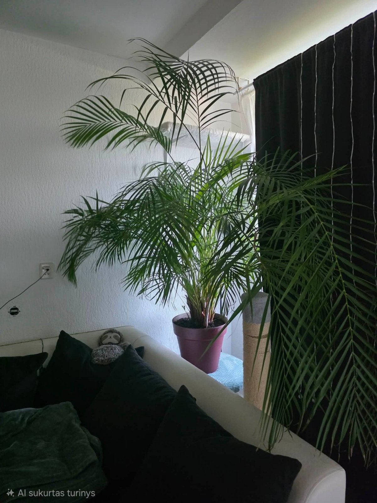 Large Healthy Areca Palm/Grote gezonde Areca palm., 200 cm of meer, Palm, In pot, Bloeiende kamerplant