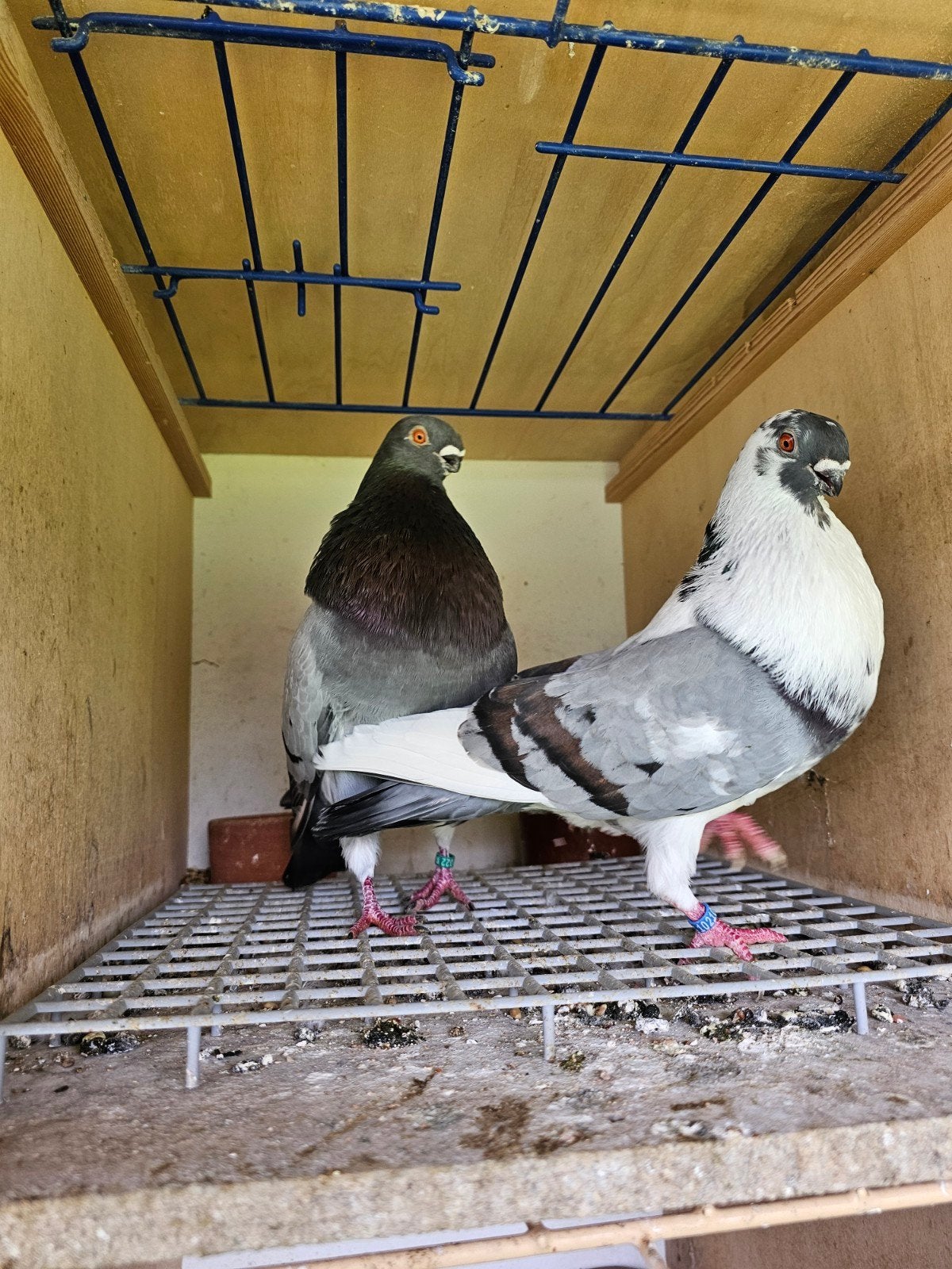 Koppel canario kroppers, Dieren en Toebehoren, Meerdere dieren