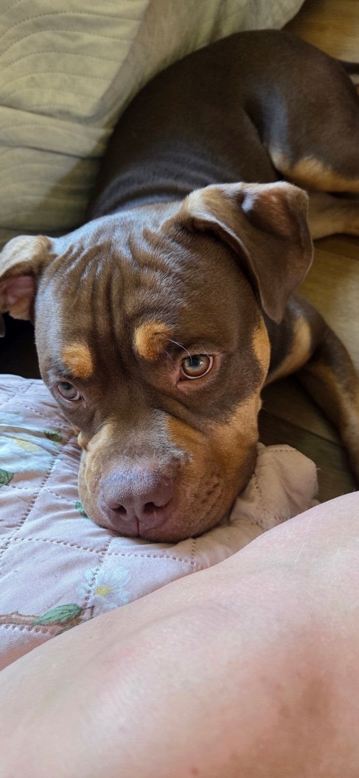 oud engelse bulldog, Dieren en Toebehoren, 15 weken tot 1 jaar, Reu, CDV (hondenziekte), Bulldog