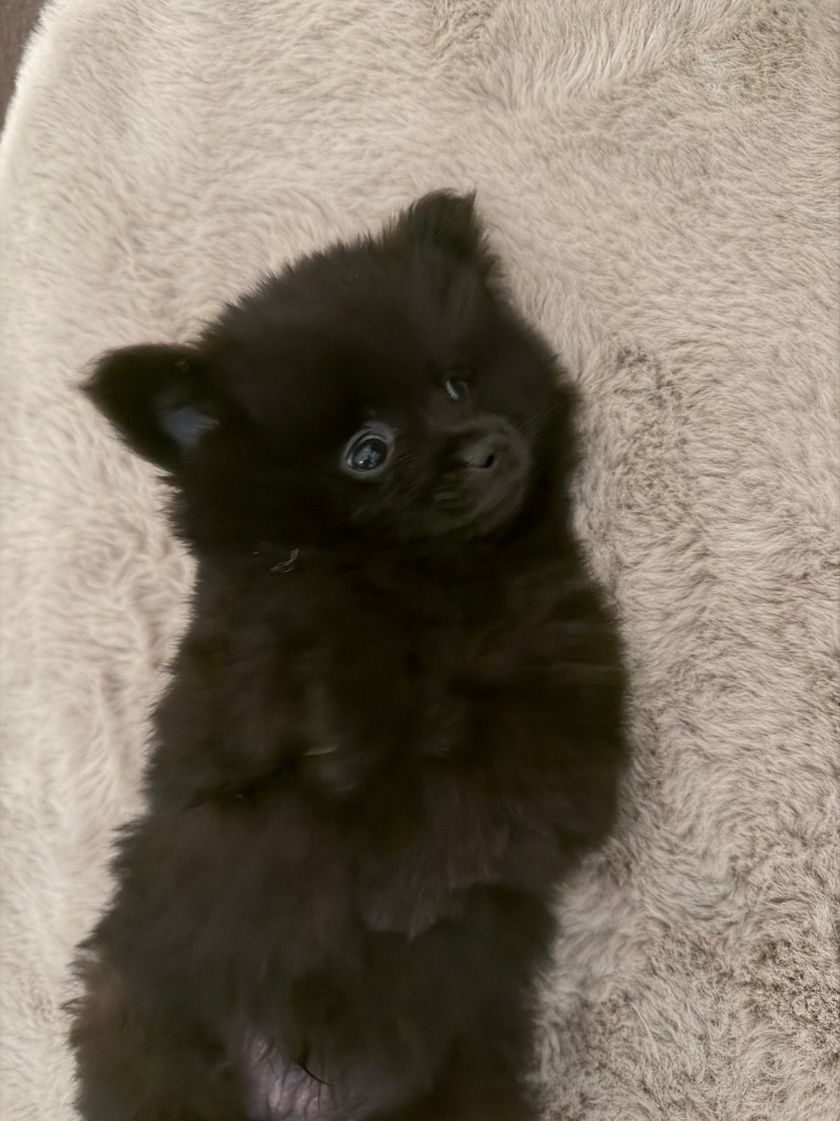 Pomeriaan reu, 8 tot 15 weken, Eén hond, Nederland, Particulier