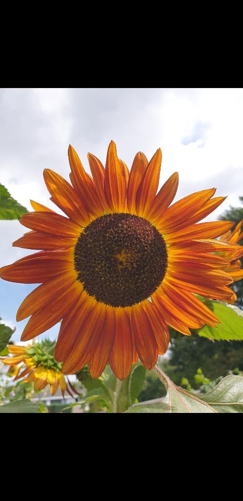 Mooi grote zonnebloemen (zaden), in vele kleuren., Verzenden, Voorjaar, Volle zon, Zaad