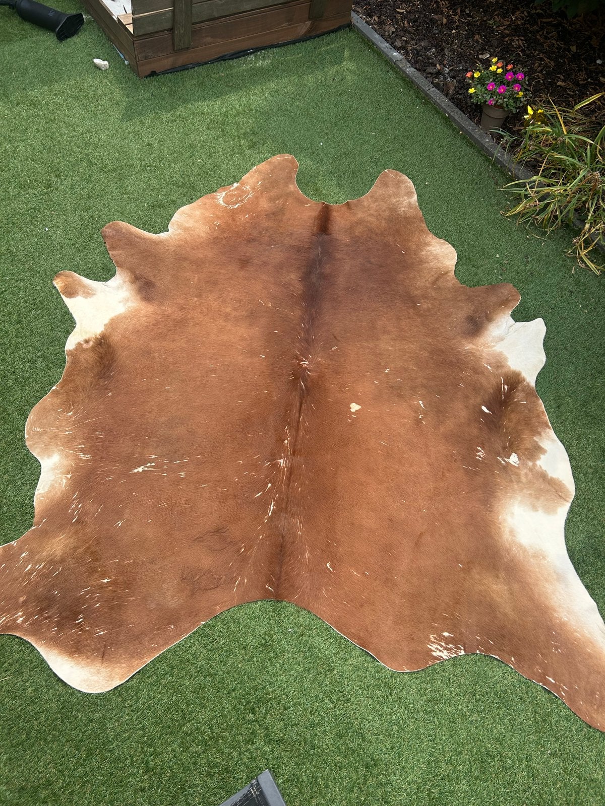 Prachtig bruin-wit koeienhuid vloerkleed, Ophalen, Gebruikt, 100 tot 150 cm, Bruin