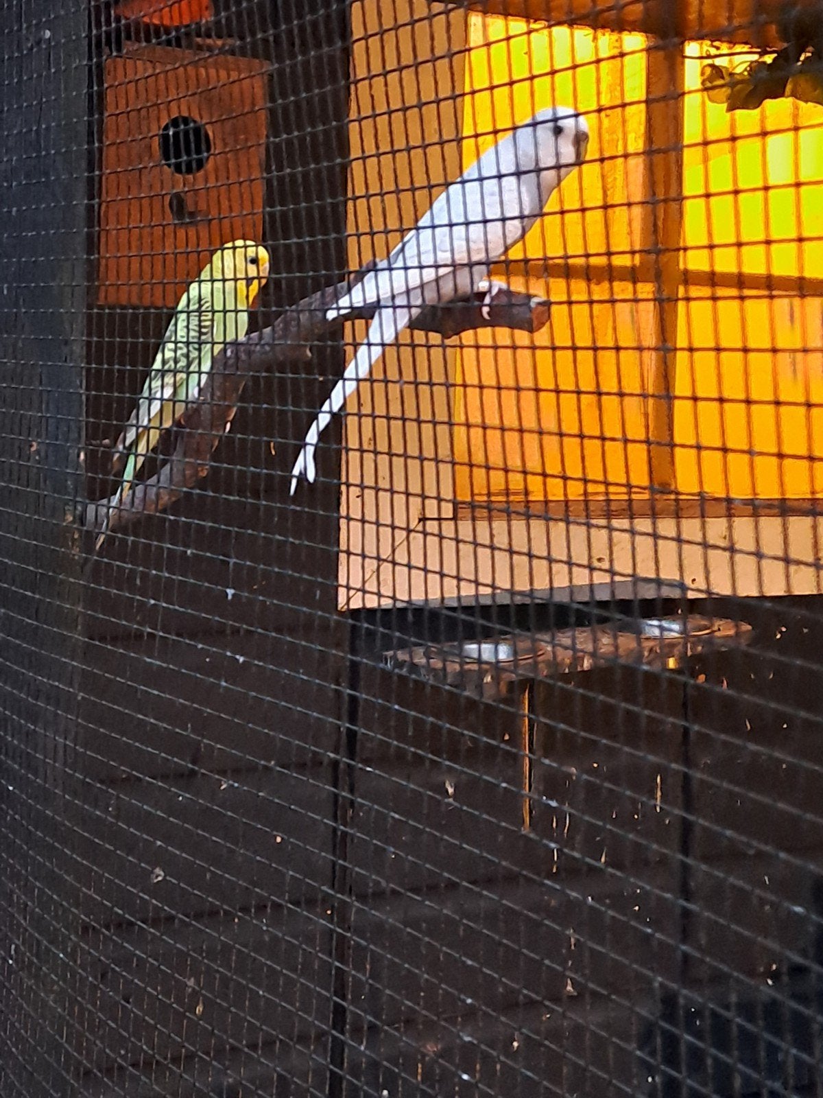 tekoop grasparkieten, Dieren en Toebehoren, Vogels | Parkieten en Papegaaien