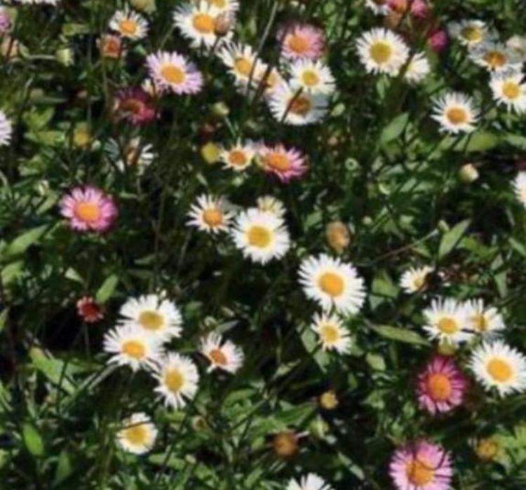 Mexicaans madeliefje Erigeron, Tuin en Terras, Planten | Tuinplanten, Volle zon, Vaste plant, Zomer, Ophalen